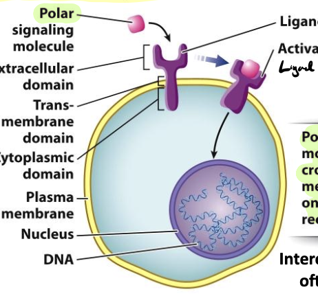 <p>receptor embedded in the plasma membrane</p><ul><li><p>polar signaling molecules cannot pass the PM and rely on cell-surface receptor$</p></li></ul><p></p>