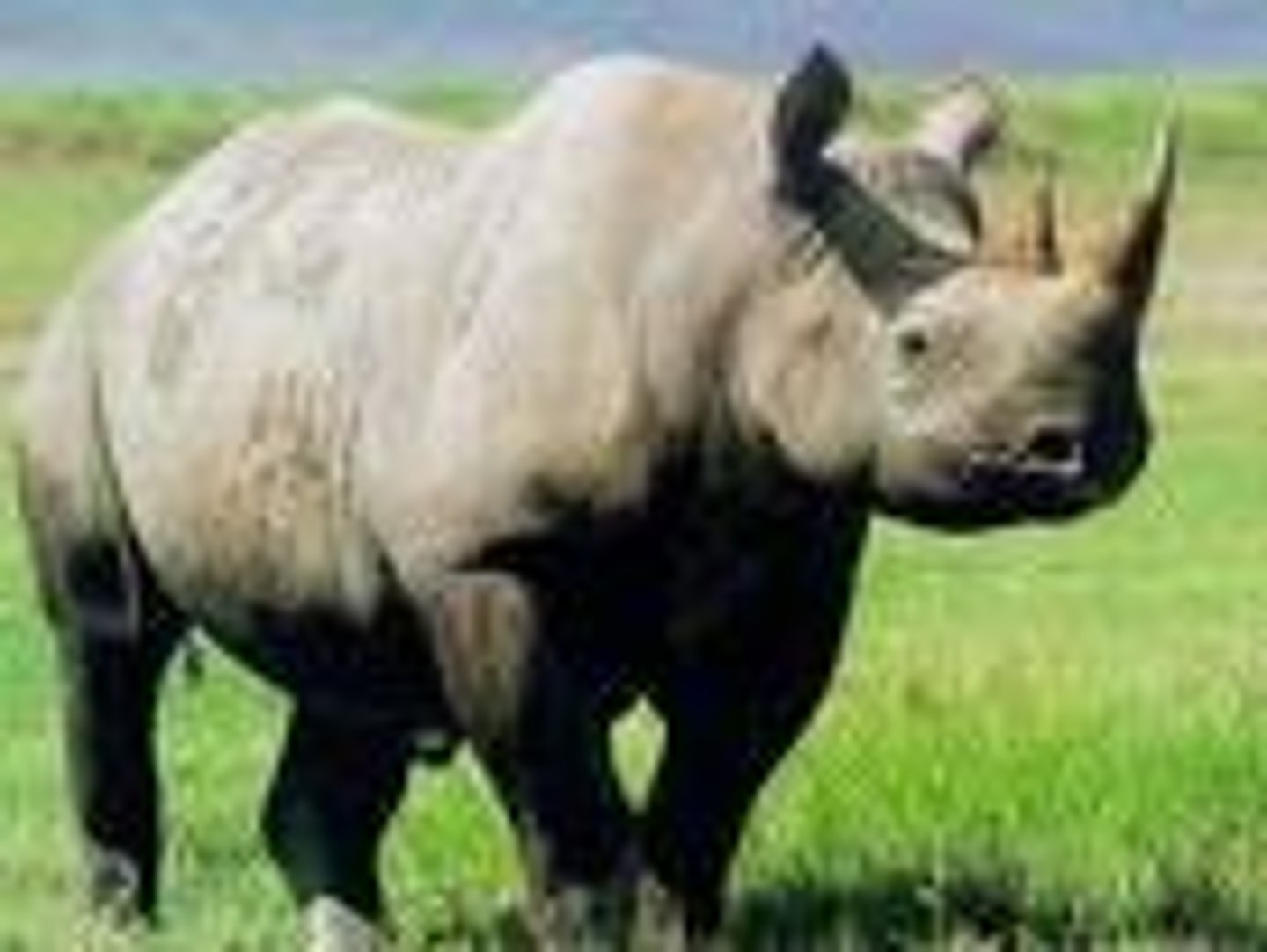 <p>large animal with one or two horns on its snout<br>Eg: a population of black/white rhinoceros</p>