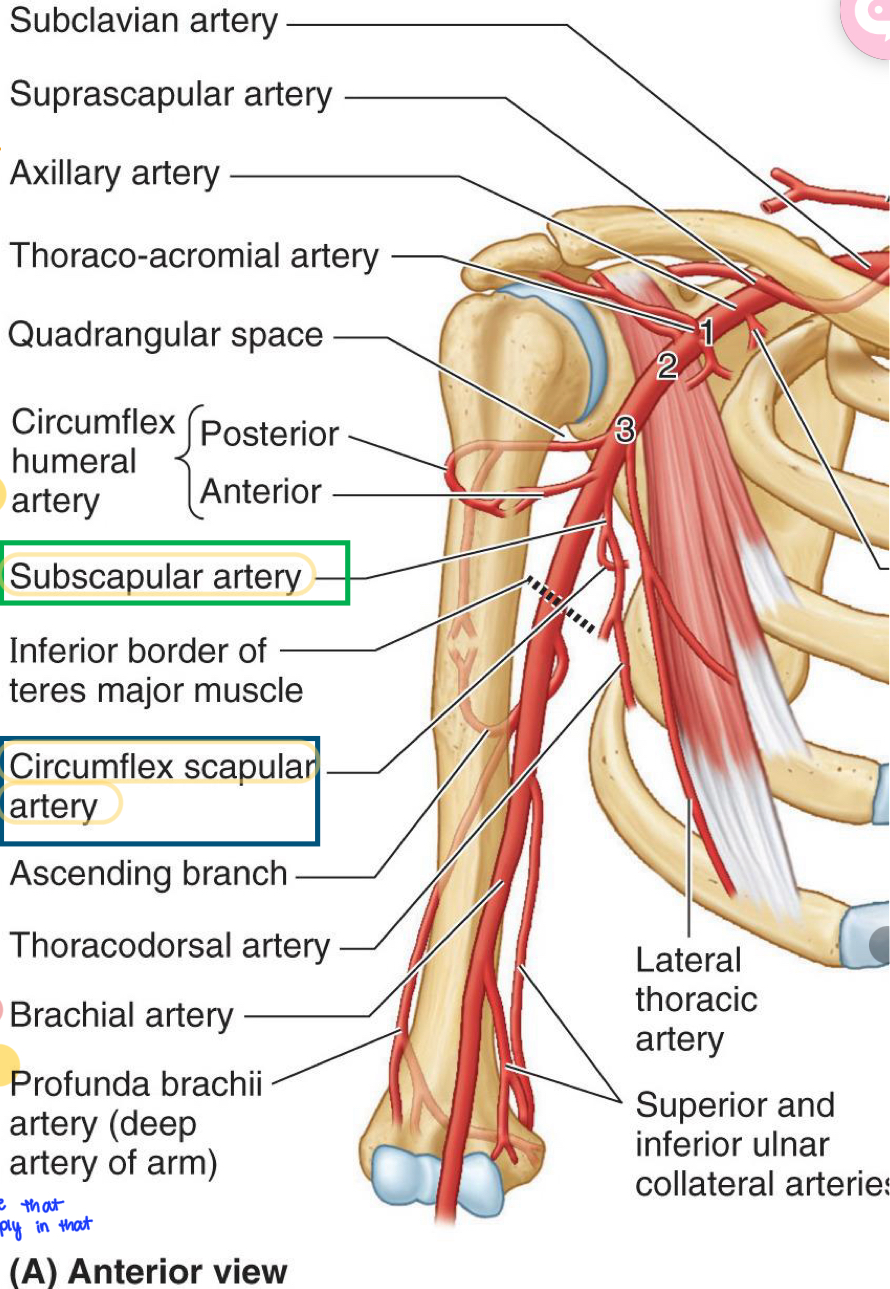 <ol><li><p>Subscapular artery</p></li><li><p>Circumflex scapular artery</p></li></ol>
