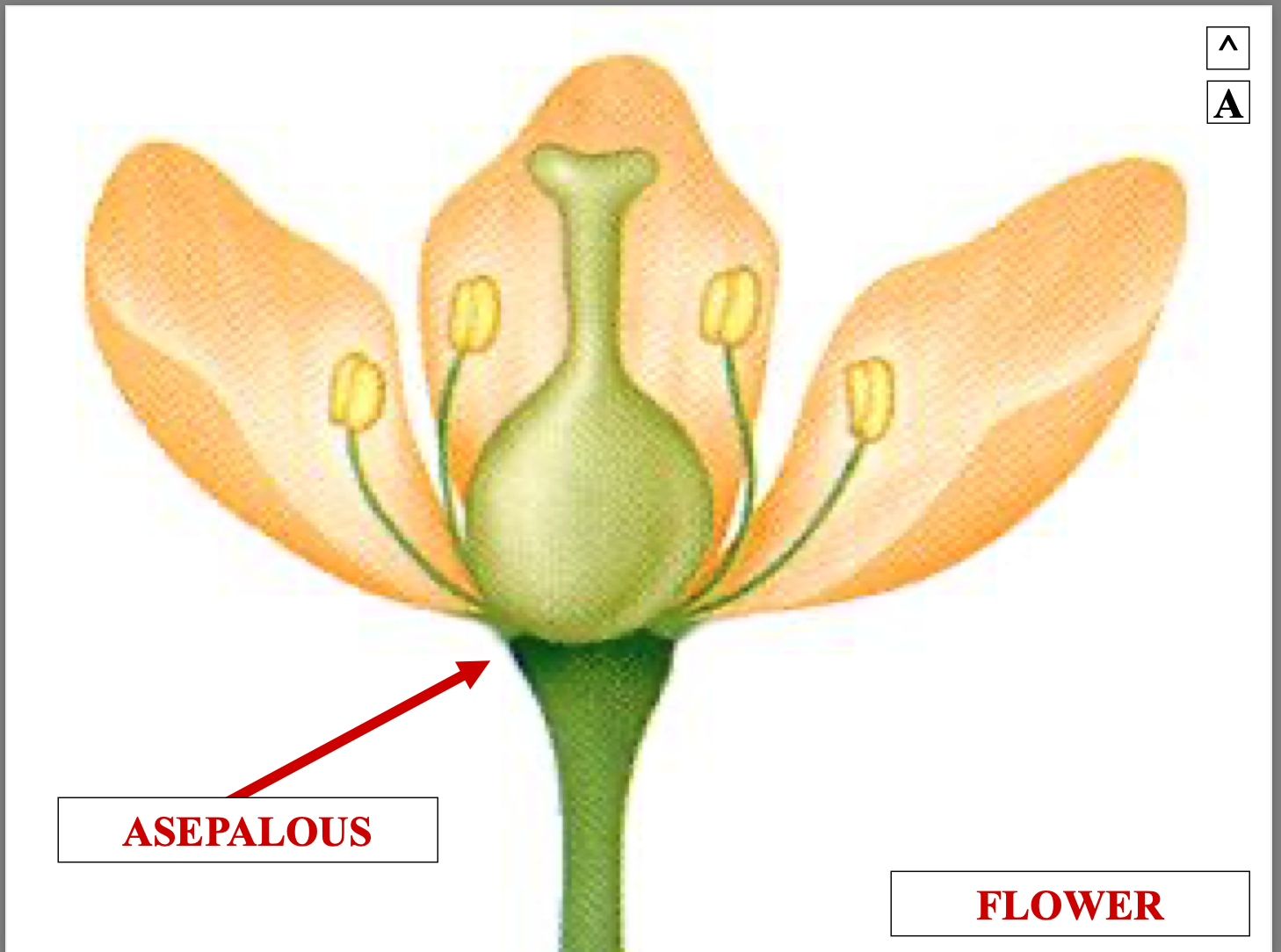 <p>asepalous means sepals are</p>