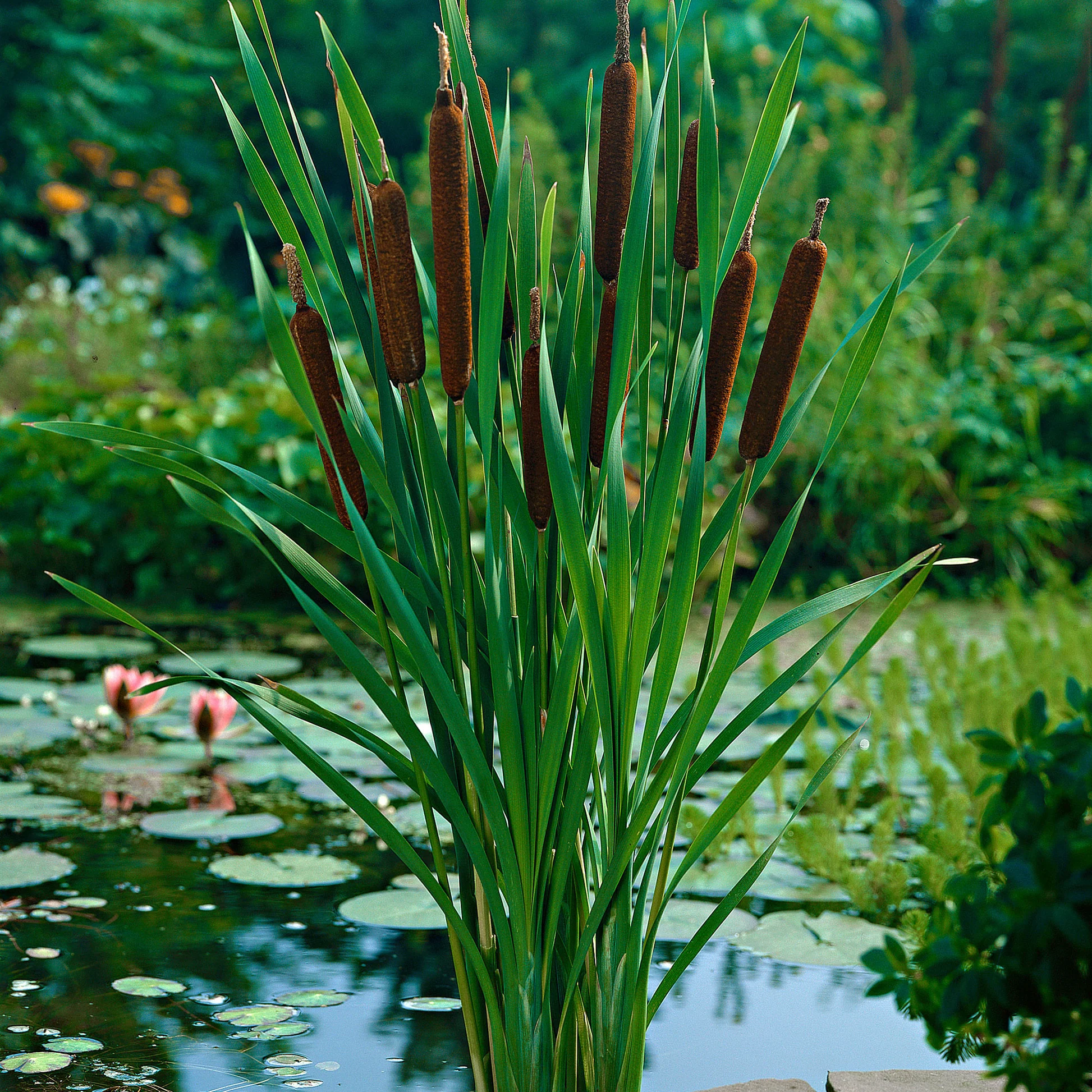 <p>Lesser bulrush <em>- Typha angustifolia</em></p>