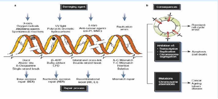 <ul><li><p>Exogenous Sources</p><ul><li><p>Radiotherapy</p></li><li><p>Chemotherapy</p></li></ul></li><li><p>Endogenous Sources</p></li></ul><p>*look at pic for visual representations&nbsp;</p>