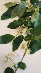 Cornus sericea