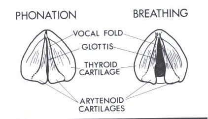 <p>Phonation</p>