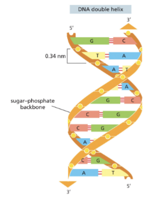 <ul><li><p>DNA IS DOUBLE-STRANDED</p></li><li><p>THE SUGAR-PHOSPHATE BACKBONE COVALENTLY LINKS THE DEOXYRIBONUCLEOSIDES</p></li><li><p>HYDROGEN BONDS MEDIATE BASE PAIRING</p></li><li><p>A ONLY PAIRS WITH T</p></li><li><p>G ONLY PAIRS WITH C</p></li><li><p>THE COMPLEMENTARY STRANDS ARE ANTI-PARALLEL</p></li><li><p>“IT HAS NOT ESCAPED OUR NOTICE THAT THE SPECIFIC PIRING, WE HAVE POSTULATED IMMEDIATELY SUGGESTS A POSSIBLE COPYING MECHANISM FOR THE GENETIC MATERIAL” WATSON+CRICK 1953</p></li></ul><p></p>