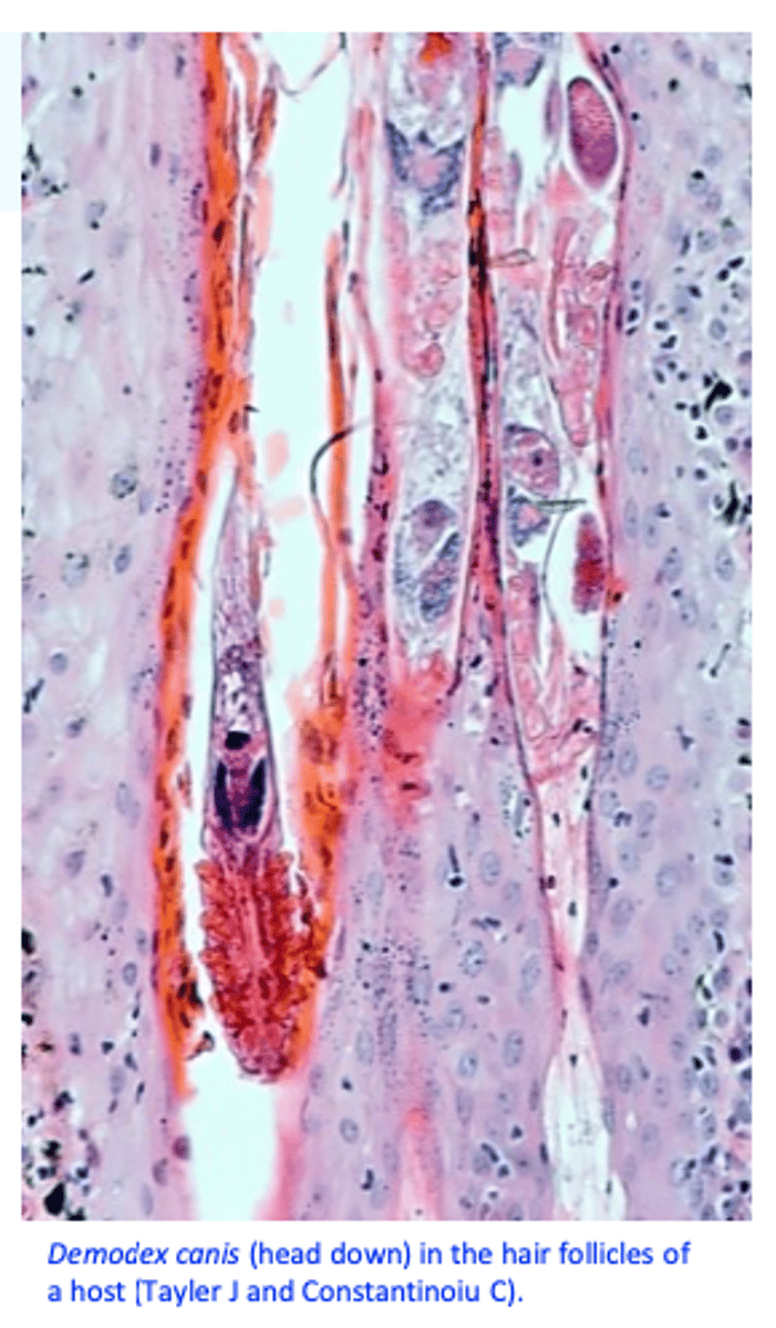 <p>immature stages and eggs</p><p>• Immature stages: smaller, elongated body, very short legs; </p><p>• Eggs: spindle-shaped, asymmetrical, 81 μm long.</p><p>• The ratio between adults and immature stages/eggs is an important indicator for the success of the therapy!!</p>
