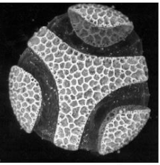 <p>uses lasers and a pinhole to eliminate out-of-focus light, produces sharp, thin “optical sections” that can be stacked into 3D images </p>