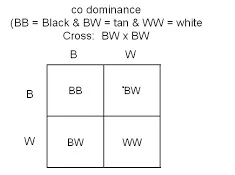 What would be the genotypic ratio in this genetic cross?