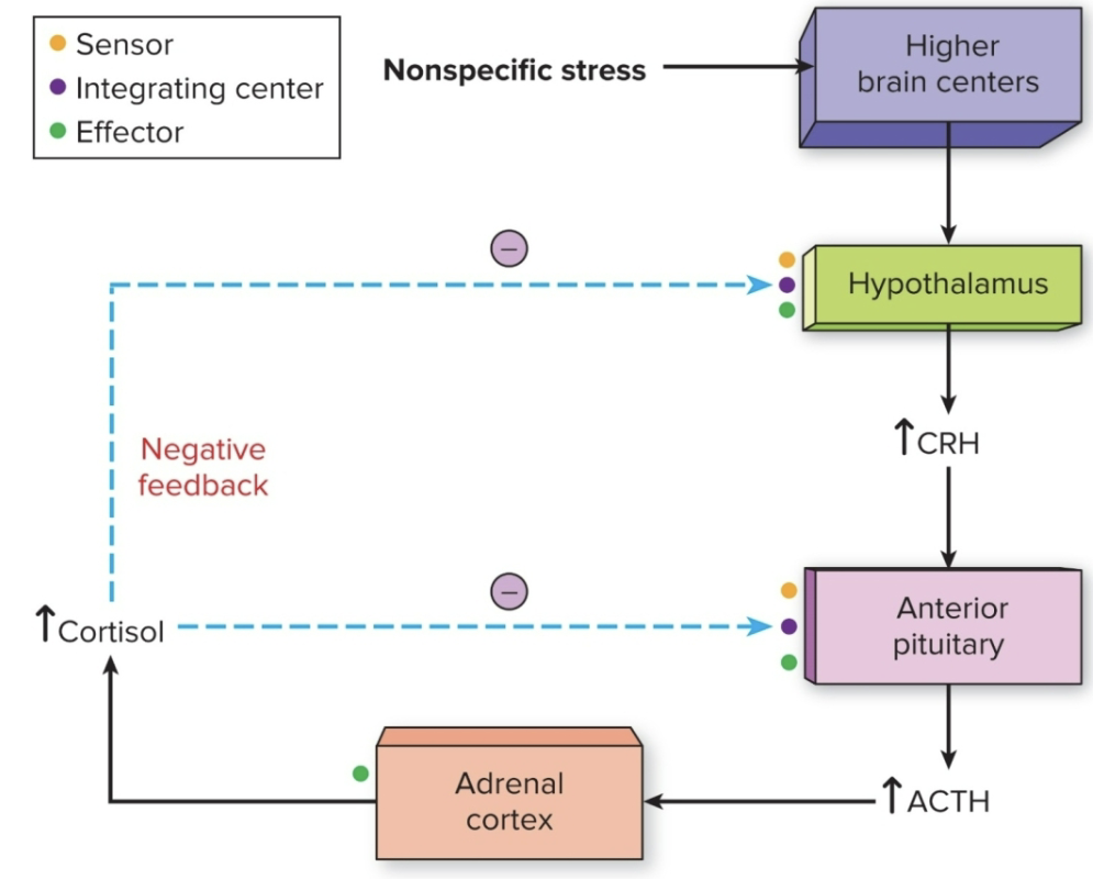 <ul><li><p>exogenous glucocorticoids are used medically to <strong>suppress immune response &amp; inhibit inflammation</strong>; can have many negative side effects</p></li></ul><p></p>