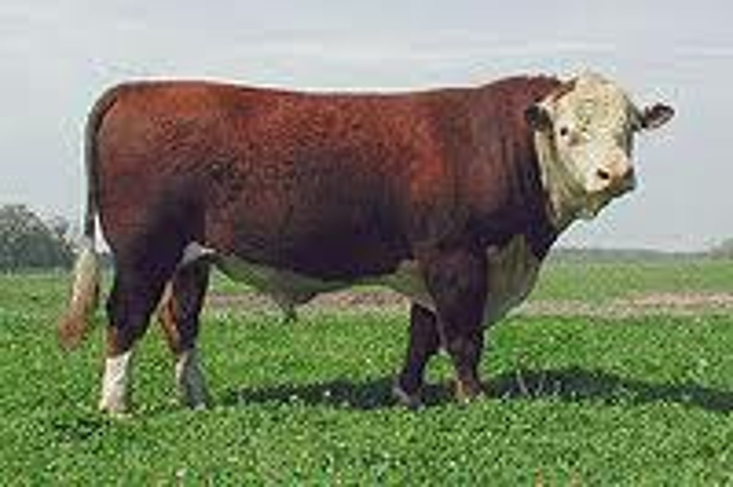<p>BRITISH cattle breed:</p><p>-developed in Hereford Shire</p><p>-horned or polled (no dehorning needed)</p><p>-distinctive color pattern</p><p>-"red neck";"cattle that won the west"</p><p>-lack of dark pigmentation around their eyes making them prone to pinkeye and cancer eye diseases</p><p>-low milk, rugged, fertile</p><p>-top 2 of British breeds</p><p>-fat stores are used to survive hard times such as droughts and sunburn</p>