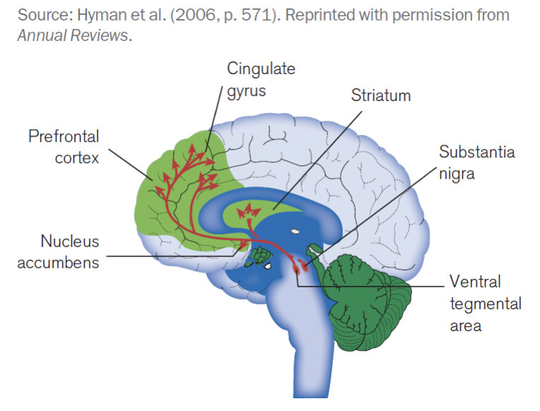 <ul><li><p>The striatum is where we are doing a lot of our reward processing &amp; learning &amp; the prefrontal cortex is where we do our planning</p></li><li><p><span style="background-color: transparent;"><span>So the things that are seen as really important learning influence what we pay attention to at the prefrontal cortex</span></span></p></li></ul><p></p>