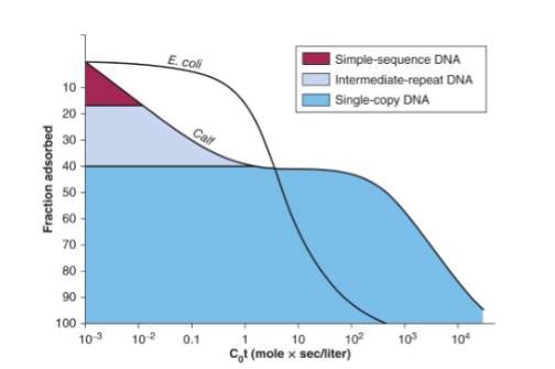 <p>graphical representation&nbsp;of genome complexity that plots ratio of ssDNA against the log scale of the product of initial concentration with time</p><p>shows the rate of DNA reassociation to determine the complexity of a genome → affected by concentration, temperature, repetitive sequences, GC content </p>