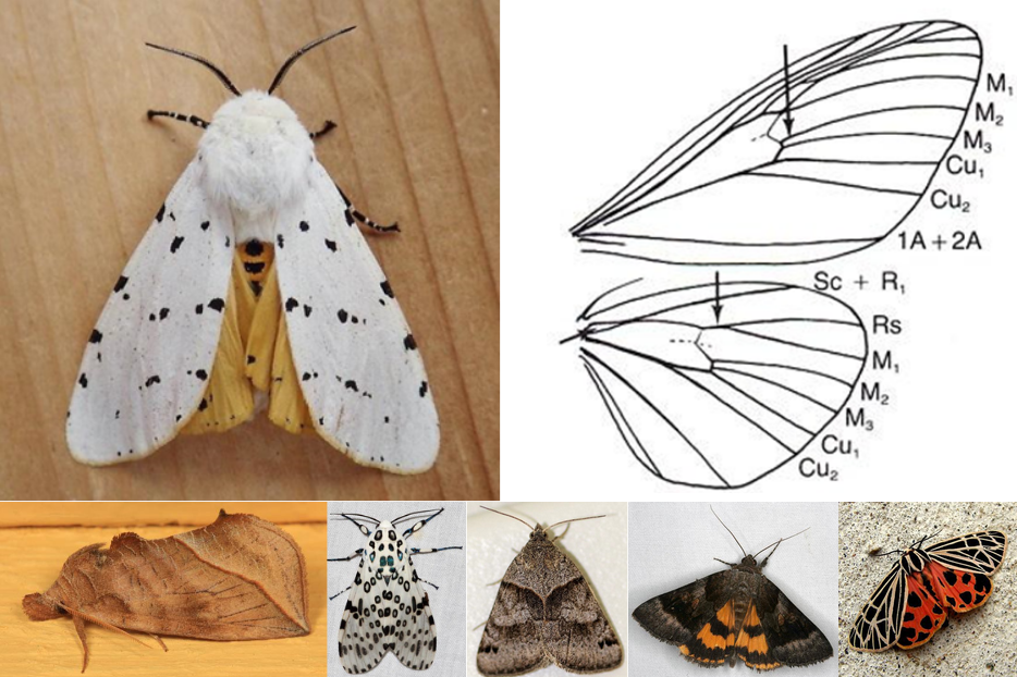 <ul><li><p>antennae bipectinate or simple (former in both sexes of Lymantriinae)</p></li><li><p>proboscis reduced or absent in some groups (like Lymantriinae)</p></li><li><p>labial palps short or well-developed (former in Arctiinae, latter</p></li><li><p>in Lymantriinae)</p></li><li><p>very similar to Notodontidae and Noctuidae, but the M2 in both wings arise closer to the M3 at the apex of the discal cell, thus cubitus appears 4-branched: "quadrifid"</p></li><li><p>hind wing with Sc+R1 joining Rs for a short distance, forming</p></li><li><p>larger basal areole than in Noctuidae</p></li><li><p>thoracic tympana present! tympanum on metathorax pointing backwards with tympanal hood in front of spiracle</p></li><li><p>size medium, with relatively large body</p></li><li><p>highly variable, often brightly-colored moths; Lymantriinae are</p></li><li><p>brown, gray, or white</p></li></ul><p></p>