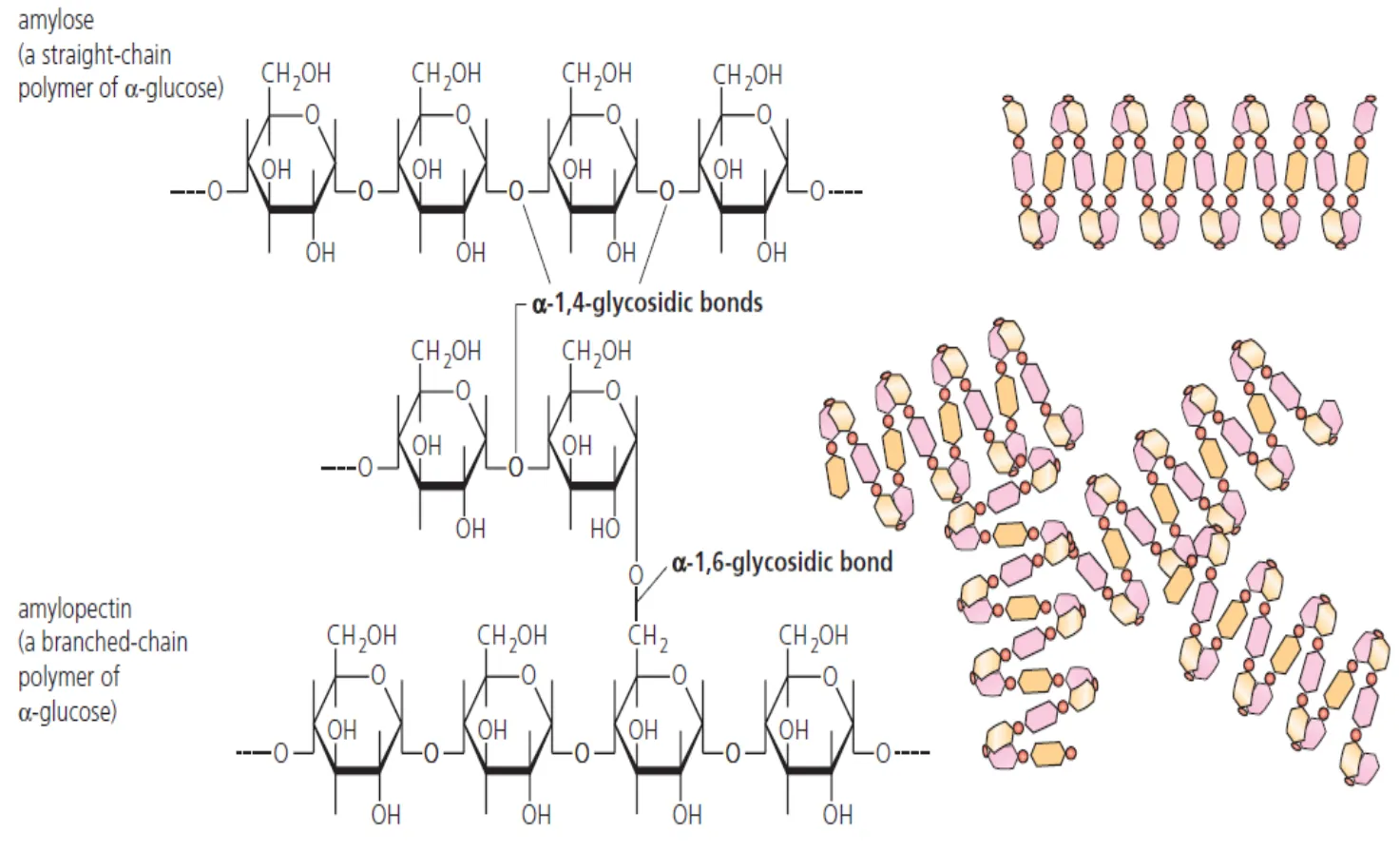 <ul><li><p>Polymer of alpha glucose with few side branches</p></li><li><p>Starch is a mixture of amylose and amylopectin.</p><ul><li><p>Amylose is an unbranched chain of several thousand 1,4 linked α-glucose units.</p></li><li><p>Amylopectin has shorter chains of 1,4 linked α-glucose units but, in addition, there are branch points of 1,6 links along its chains.</p></li></ul></li><li><p>In starch, the bonds between glucose residues bring the molecules together as a helix.</p></li><li><p>The whole starch molecule is stabilized by countless hydrogen bonds between parts of the component glucose molecules</p></li><li><p>Used for short-term energy storage, often found in plants as it does not draw water.</p></li></ul><p></p>