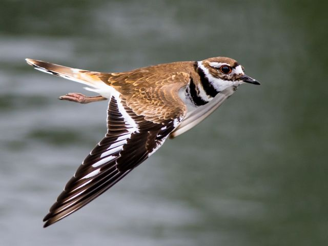 <p>Killdeer</p><p></p>