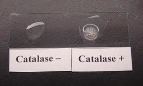 <p>Catalase positive.</p>