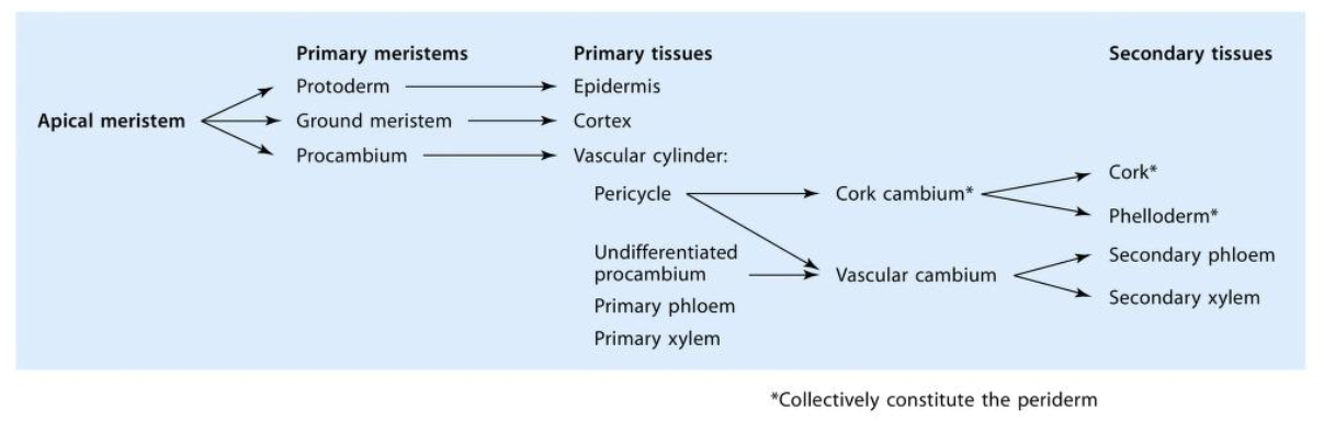<p>Apical meristem → Procambium → underefitated cambrium (primary sylem and phloem) → Vascular cambium → Secondary phloem → Secondary xylem </p>