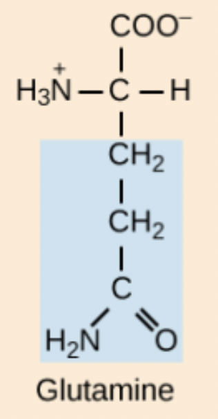 <p>Gln</p>