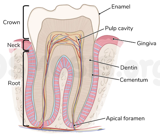 knowt flashcard image