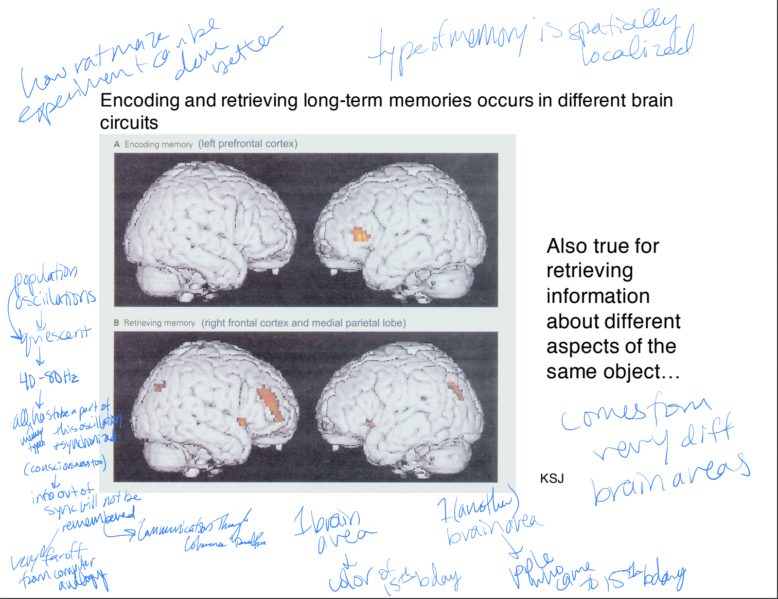 population of neurons become quiescent and start oscilating together (40-80 Hz) → every neuron holding information on this same memory have to be in oscillation and synchronized with consciousness involved too (whether you want to memorize it or not) → if there is info out of sync it will not be remembered → communication theory of coherence

* type of memory is spatially localized and come from very different brain areas → one brain area has a certain memory of the 15th birthday (color) and another brain area has the ppl who came to the birthday party
