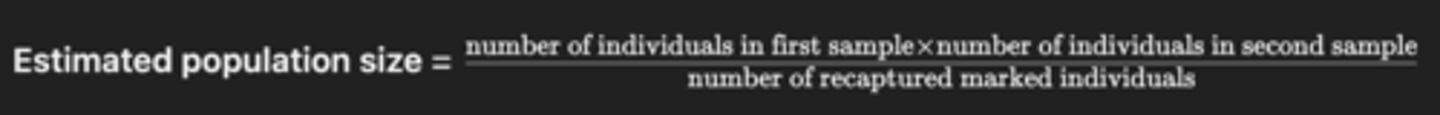<p>1. Capture as many individuals as possible in a sample area</p><p>2. Mark or tag each individual</p><p>3. Release the marked animals back into the sample area and allow time for them to redistribute themselves throughout the habitat</p><p>4. Recapture as many individuals as possible in the original sample area</p><p>5. Record the number of marked and unmarked individuals present in the sample. (Release all individuals back into their habitat.)</p><p>6. Use the Lincoln index to estimate the population size</p>