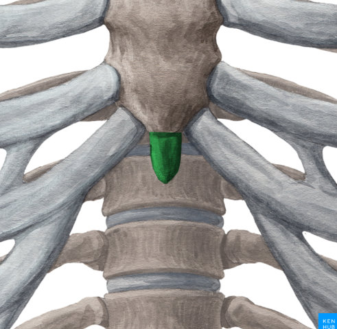 <p><span>What is this part of the sternum called?</span></p>