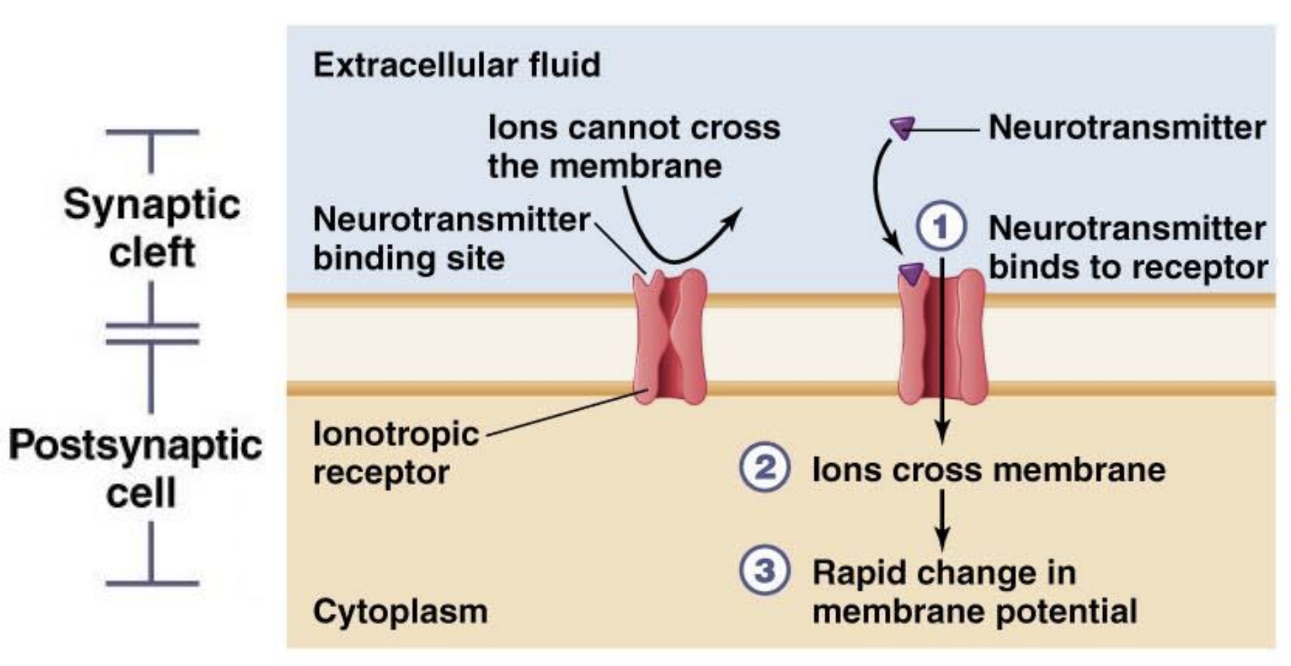<p>Membrane-bound receptors that, when activated by neurotransmitters, open ion channels to allow ions to flow across the membrane, leading to a rapid change in the membrane potential. These receptors typically result in fast synaptic responses.</p>