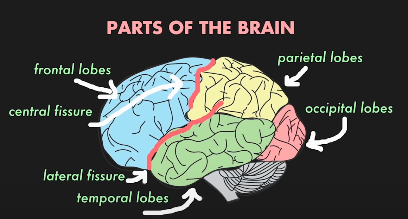 <ul><li><p>Is involved in every thought and perception, our ability to produce an understand language, and to construct and experience emotion</p></li><li><p>It is crucial in order to believe organize, remember, and even to hope</p></li><li><p>Structurally it is a thin on the outer surface of the brain, on average it is three millimeters thick</p></li><li><p>Makes up 80% of the human brain</p></li><li><p>Consist of a very large sheet of tissue, crumpled up into the limited space inside the skull which causes the wrinkles</p></li><li><p>Divides into lobes</p><p></p></li></ul>