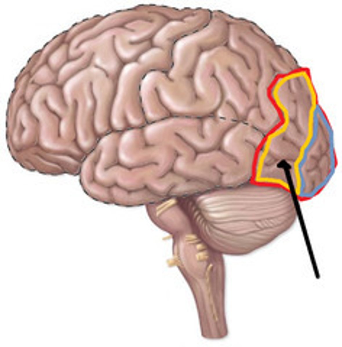 <p>interprets information acquired through the primary visual cortex</p>