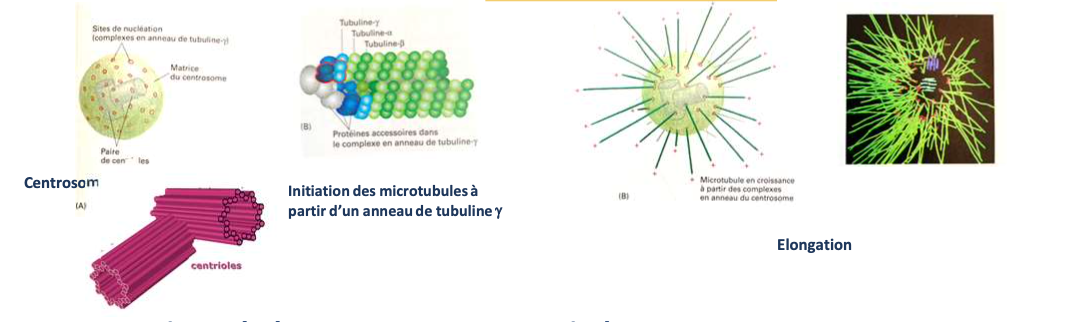 <p></p><ul><li><p><strong>Centrosome</strong> : composé de deux centrioles perpendiculaires</p></li><li><p>Chaque centriole = <strong>9 triplets de microtubules</strong></p></li><li><p>Entouré d’une <strong>matrice protéique</strong> avec des <strong>sites de nucléation</strong></p></li><li><p>Sites = <strong>anneaux de tubuline γ</strong> où se fixent les tubulines α et β pour initier les microtubules</p></li></ul><p></p>