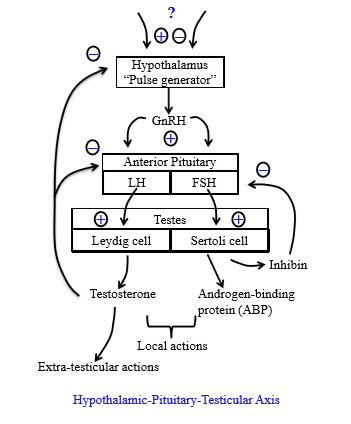 <p>Inhibits both the anterior pituitary from releasing LH and from the hypothalamus from releasing GnRH pulses</p>