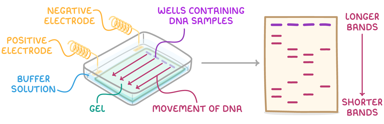 <ol><li><p>DNA mixture placed into a well in a slab of gel and covered in a buffer solution that conducts electricity</p></li></ol><ol start="2"><li><p>electrical current passed through gel - DNA fragments negatively charged so move towards +ve electrode at far end of gel</p></li><li><p>small DNA fragments move faster and travel further through the gel so DNA fragments separate according to size</p></li></ol><p></p>