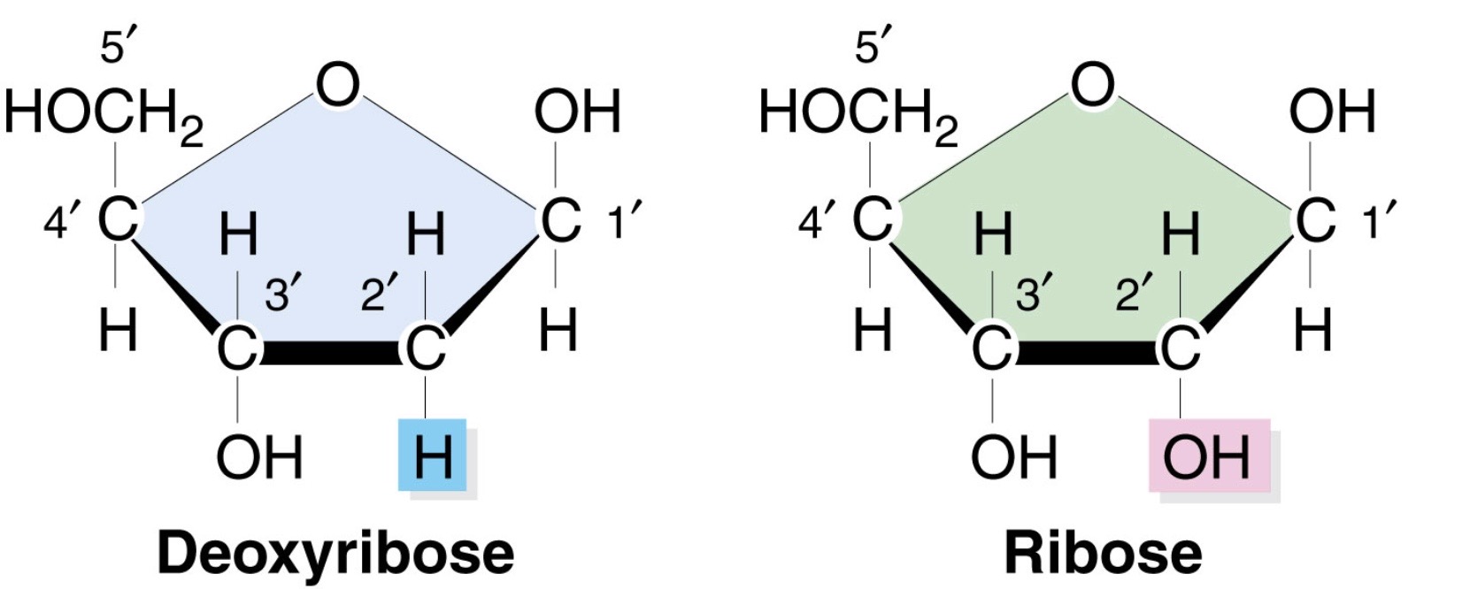 <p>RNA contains the five-carbon sugar <strong>ribose</strong> in each of its nucleotides, whereas DNA contains the closely related sugar <strong>deoxyribose</strong></p><p><strong>-Ribose</strong> has OH group at C 2’</p><p>-<strong>Deoxyribose </strong>has H group at C 2’</p>