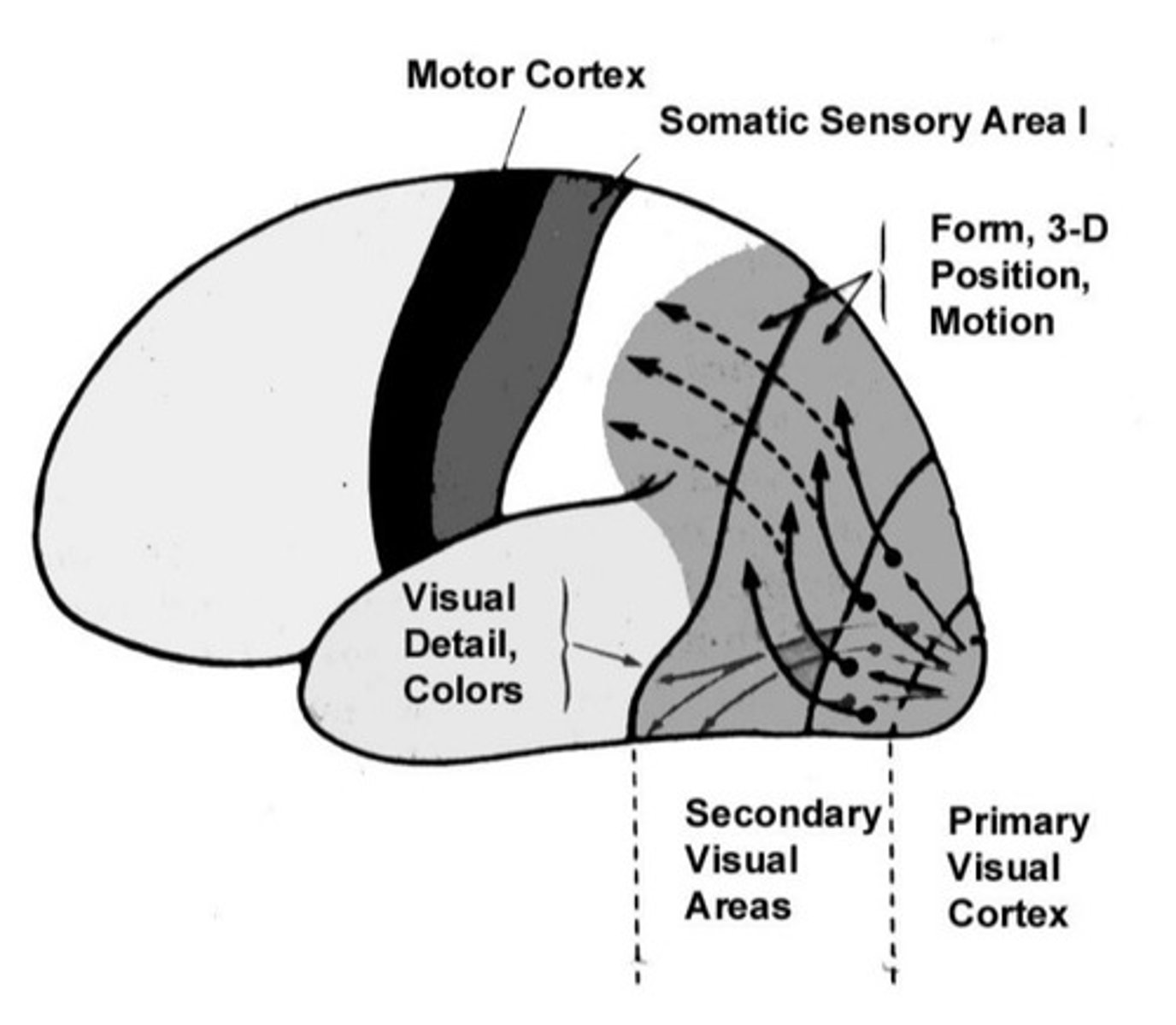 <p>get visual input from V1 → analyze form, motion, shape, colour</p>