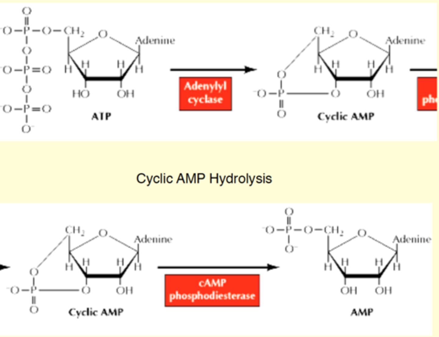 <p>from ATP uses adenylyl cyclase( which will remove 2 phosphate groups), it will attach the other phosphate and form ring<br><br>* to break it down- use phosphodieterase and it will turn into AMP (liner form so it wont be active)</p>