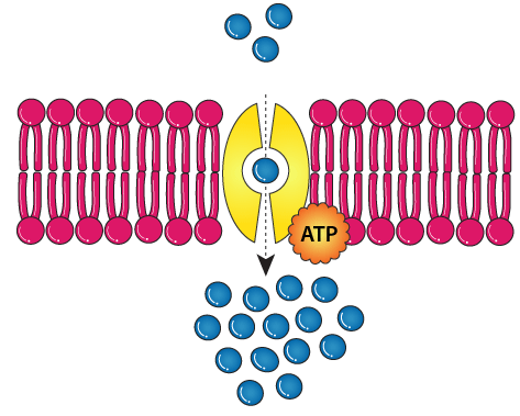 Which means of particle transport is shown in figure 7-4 above?