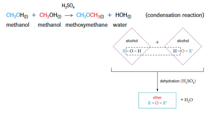 <p>Forms ether, two alcohols combine to form ether and water</p>