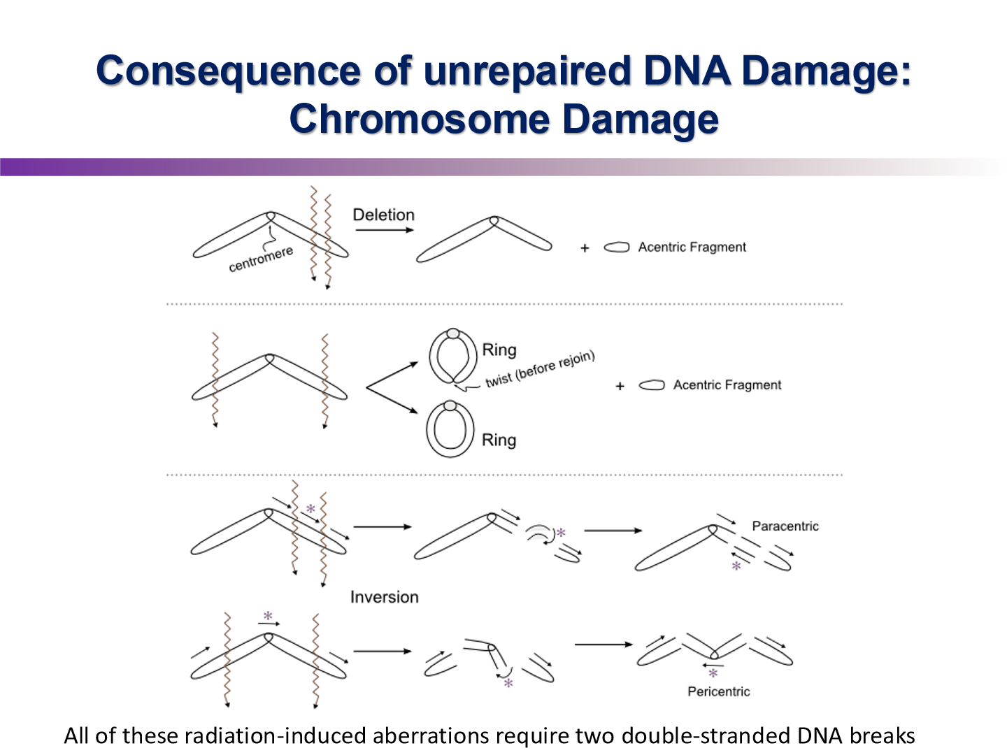 <p>ring chromosomes, dicentric chromosomes, anaphase bridge</p><ul><li><p>rings and anaphase bridge cannot be pulled apart in mitosis</p></li></ul><p></p>