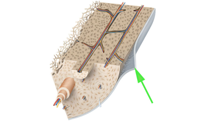 <p>What is the membrane covering most of the bone surface, as indicated by the green arrow?</p>