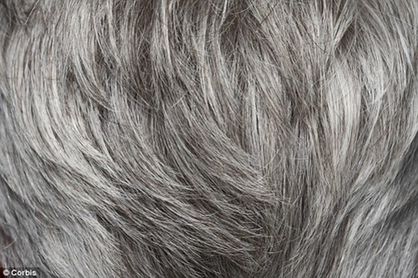 <p>gray-haired</p>