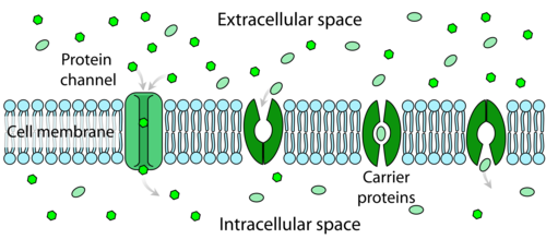 *Channel proteins* are used for passive transport of molecules as they move across the bilayer from higher to lower concentration.

*Pump proteins* are used for active transport of molecules as they move across the bilayer from lower to higher concentration.