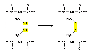 <p>Covalent bond formation between thiol groups of cysteine residues on the same/different proteins (intra/inter molecular)</p><p>★ this bond formation is dependent on ER enzyme PDI (protein disulfide isomerase)</p><p>★ only modifies secreted proteins/ lumenal or EC domains of membrane proteins <em><span style="color: green">(cytosolic protein keratin is an exception → disulfide reduction in nair)</span></em></p><p>Bonds used to <mark data-color="yellow">stabilize protein structure</mark> which is important for proteins that will be in extreme pH OR environments w/ high protease level (lysosome)</p>