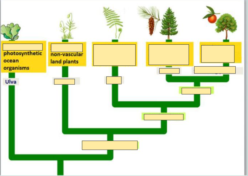 <p>Example of Algae</p>