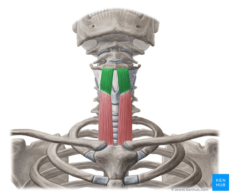 <p>Infrahyoid m. that runs from thyroid cartilage to hyoid; innervated by C1 hitchhiking on CN XII</p>