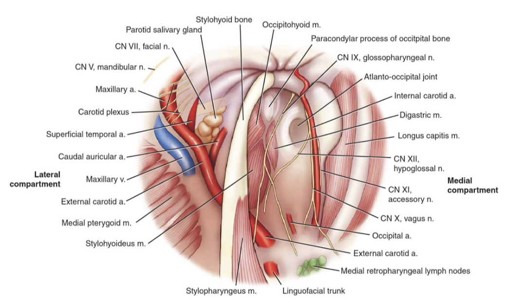<p>dysphagia</p><p>pharyngeal paralysis</p><p>laryngeal hemiplasia</p><p>horner's syndrome</p>