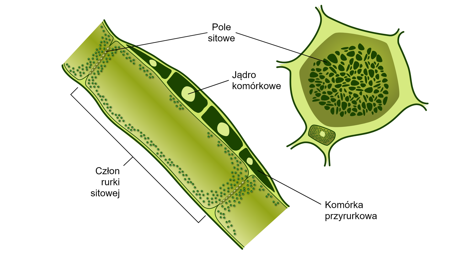 <ul><li><p>tkanka żywa </p></li><li><p>transport asymilatów </p></li><li><p>występuje w formie pól sitowych (okrytonasienne) oraz rurek sitowych (nagonasienne)</p></li></ul><p></p>