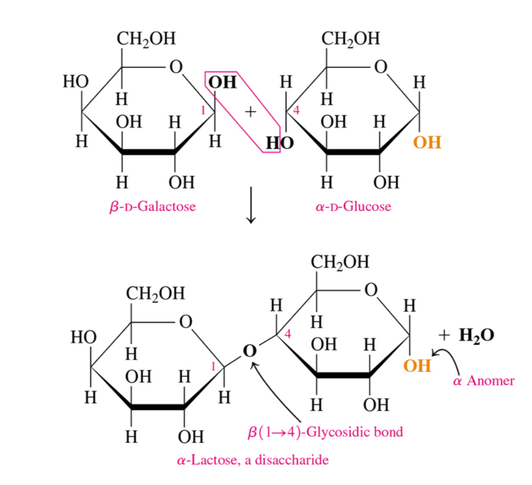 <p>GLUCOSE VE SUCROSE NASIL OLUŞUR ŞEKİLLERİ O FORMÜLLERİ FALAN BİL</p>