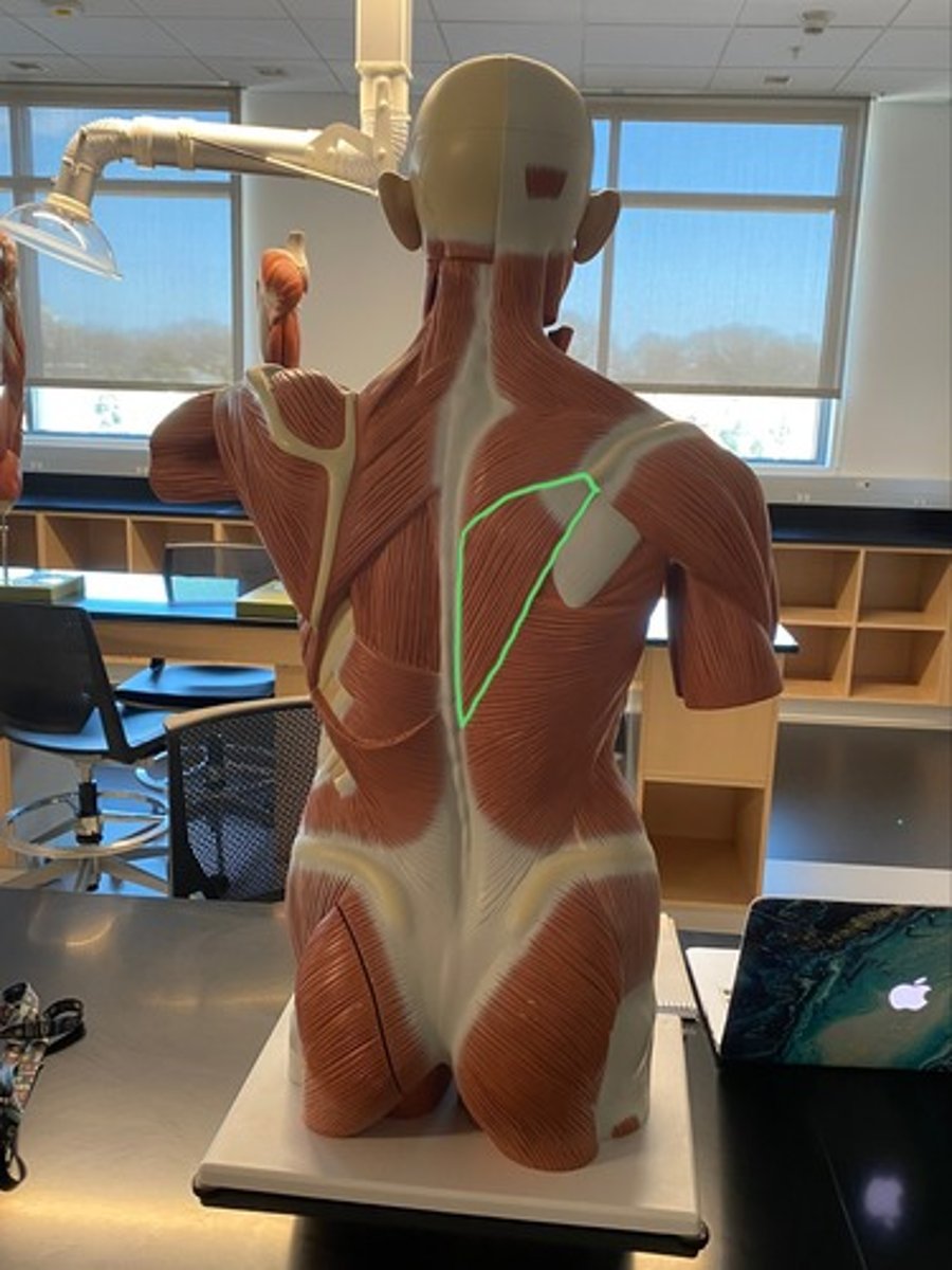 <p>Depress the scapula</p>