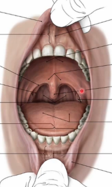 <p>Label the diagram of the vestibule and oral cavity proper</p>