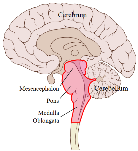 <p>Ventilation is regulated by the ___________ _______, a collection of neurons in the ___________ ___________. </p><p>__________________ respond to carbon dioxide concentrations, ____________ the respiratory rate when there is a high concentration of carbon dioxide in the blood. </p><p>The ___________ ________ can also respond to low oxygen concentrations in the blood by ____________ ventilation rate. </p><p>Ventilation can also be controlled consciously through the __________, though the __________ __________ will override it during extended periods of hypo- or hyperventilation.</p>